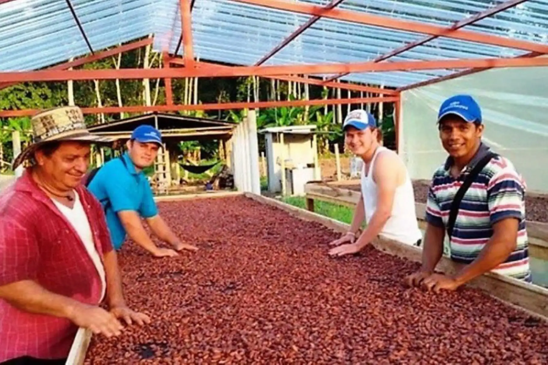 San Martín apuesta por el cacao e impulsa plan que generará S/ 88 millones de ingresos en próximos 3 años. ANDINA/Difusión