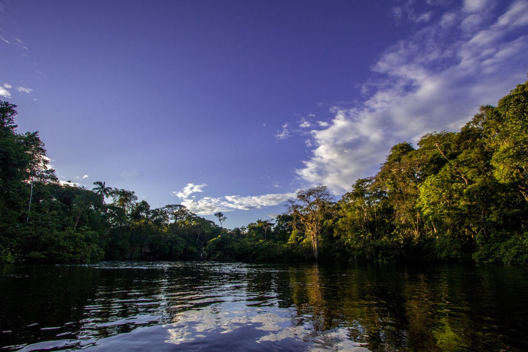 El bioma amazónico cuenta con 1,033 áreas protegidas.