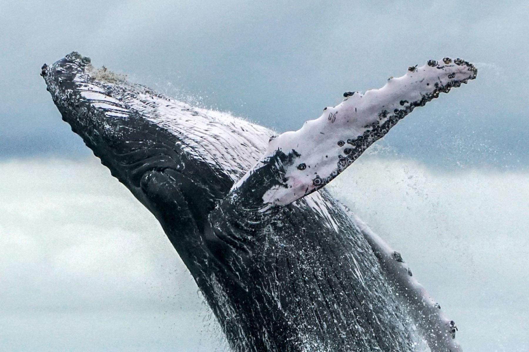 Una ballena jorobada salta en el Océano Pacífico en el Parque Nacional Natural Uramba Bahía Málaga en Colombia Foto: AFP