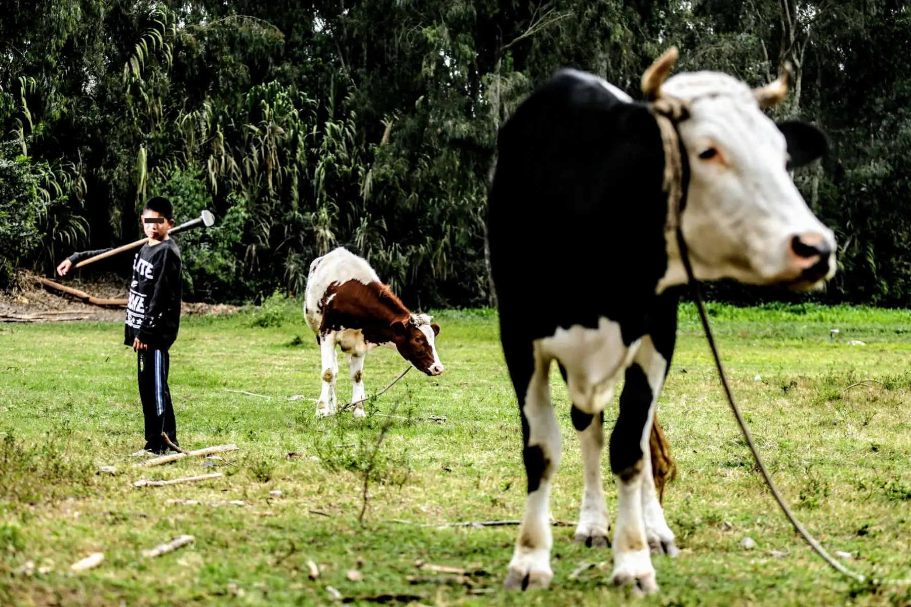 La casa hogar CIMA les abre un abanico de posibilidades para relacionarse con el mundo, digo: habilidades de cocina, carpintería, manejo de animales de granja. Foto: ANDINA/Luis Iparraguirre