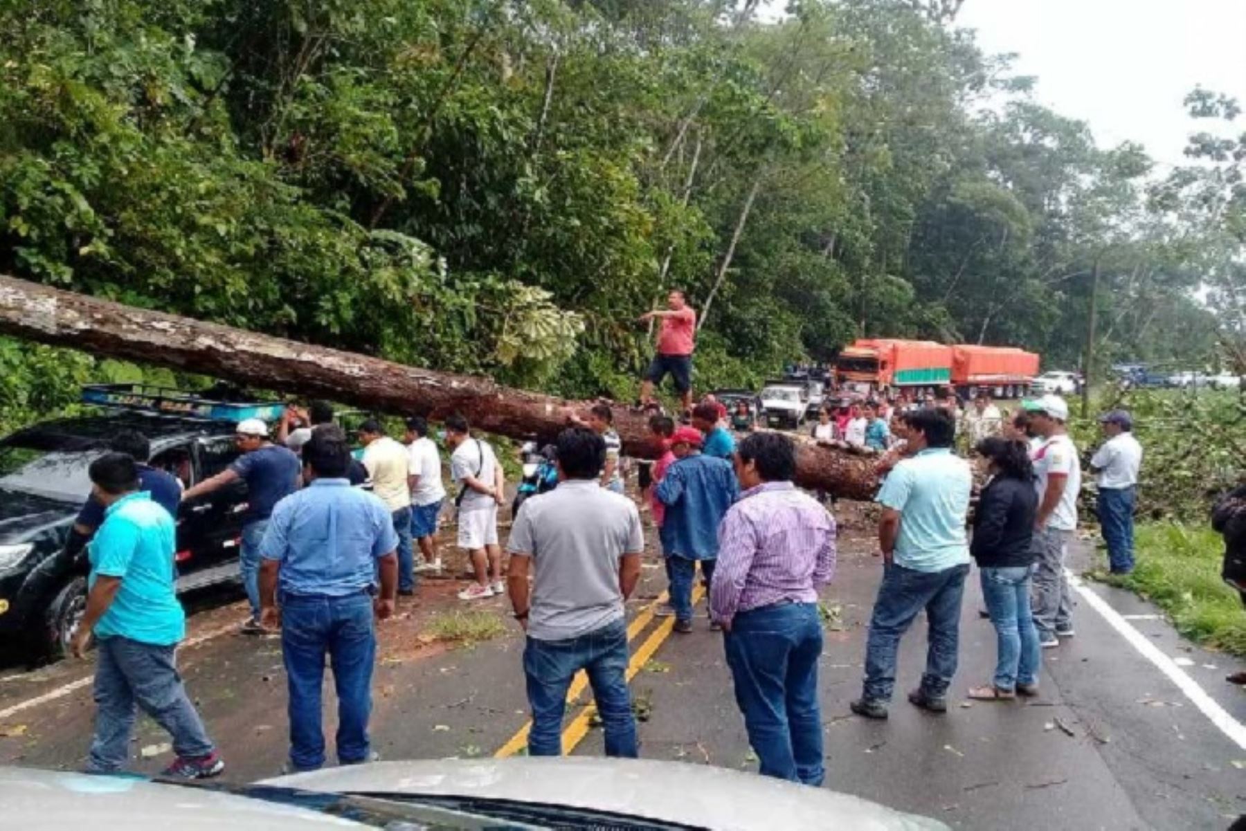 Derrumbes y caída de árboles por lluvias interrumpieron Carretera Tarapoto Yurimaguas