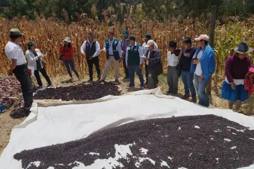 Con guano de las islas mejoran producción de maíz morado en Áncash, ANDINA/Difusión