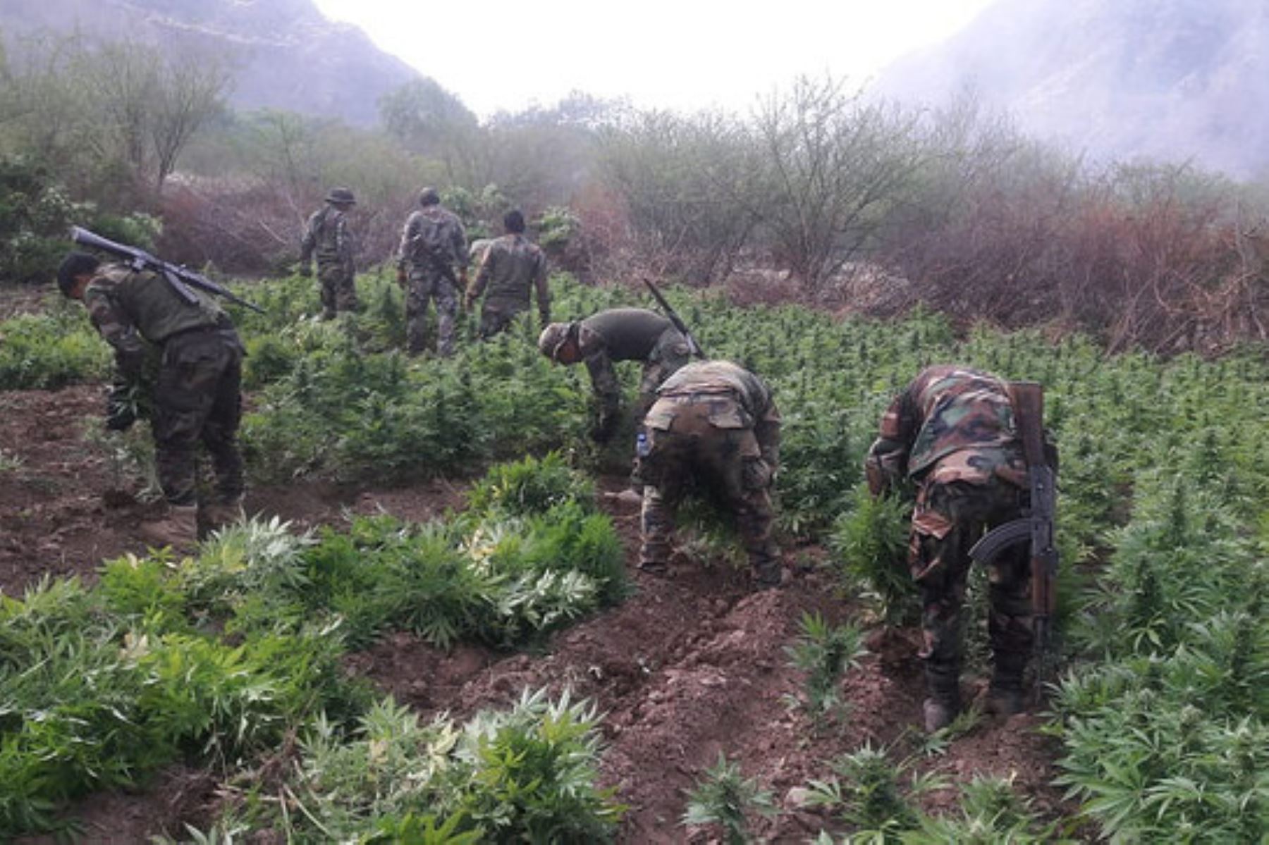 Efectivos del Frente Policial del Valle de los ríos Apurímac, Ene y Mantaro dieron un nuevo golpe al narcotráfico, al erradicar e incinerar 27,665 plantones de marihuana en el distrito de Anco, provincia ayacuchana de La Mar.