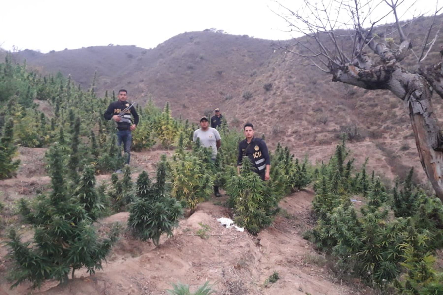 Policía Nacional ejecutó la operación denominada "Cordillera Blanca" en el sector Lara, en el distrito de Cáceres del Perú, región Áncash.