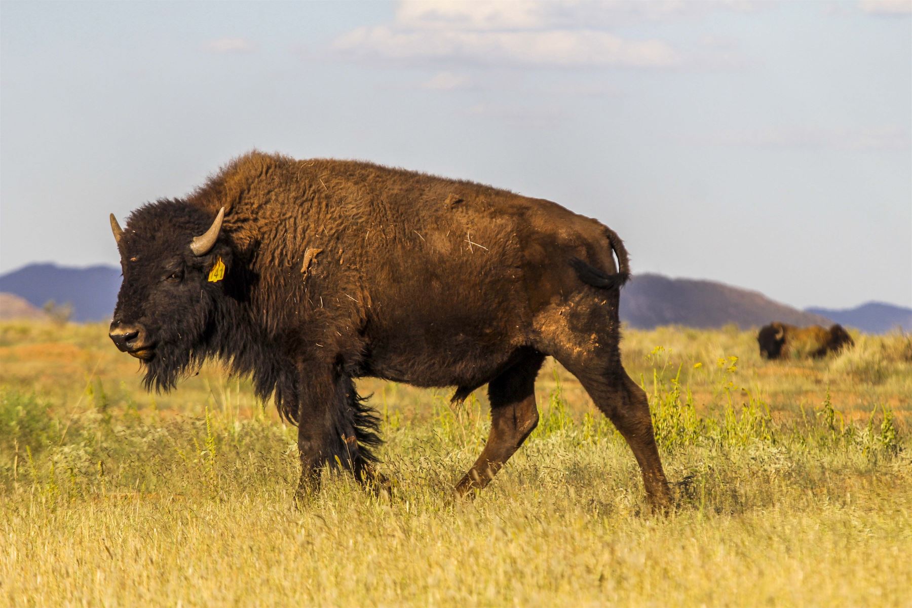 Una manada de bisontes americanos se reproduce en el rancho El Uno, municipio de Janos, estado de Chihuahua, México. Foto: AFP.