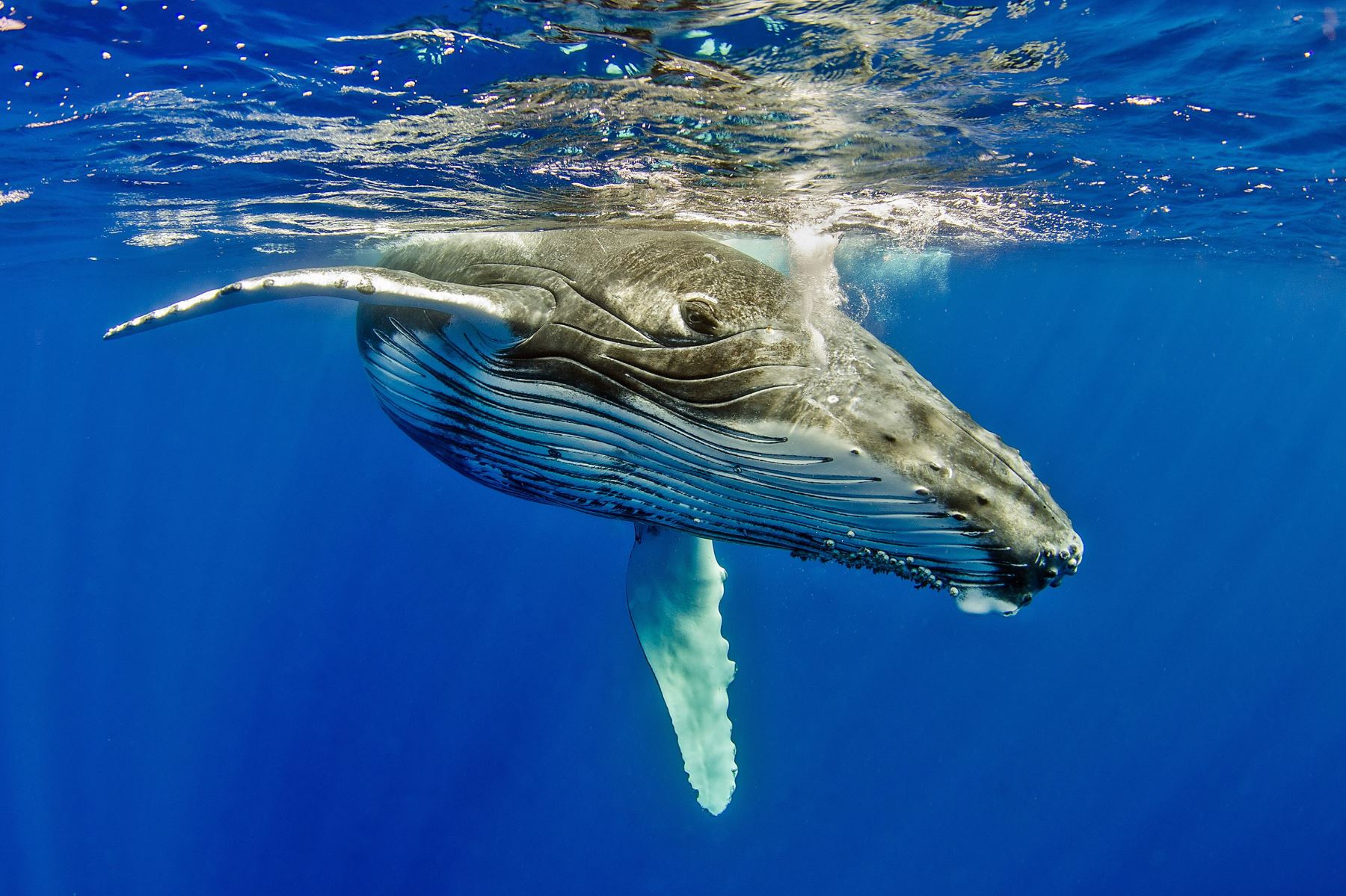 Ballenas de la costa norte del Perú están en peligro por captura incidental.