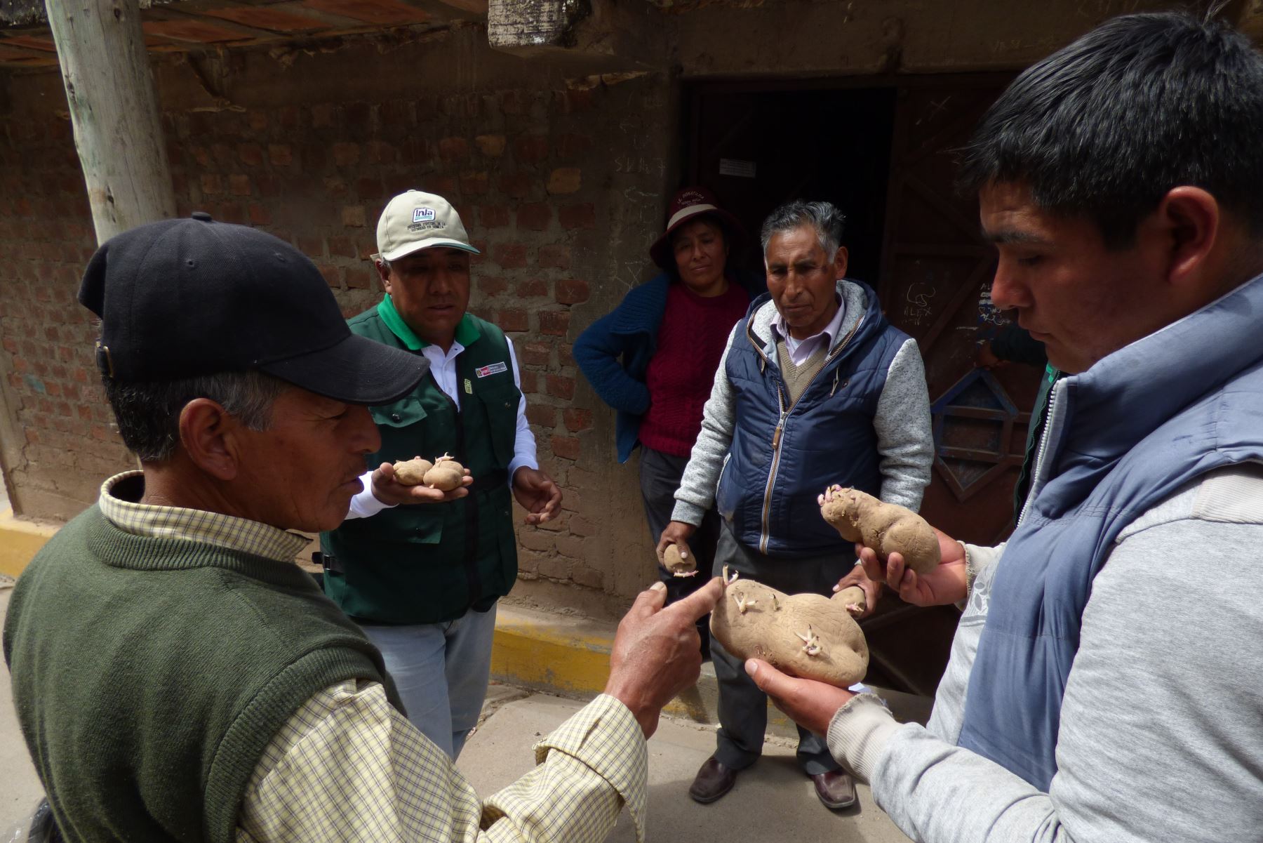 Minagri impulsa uso de semilla certificada de papa en Huancavelica. ANDINA/Difusión