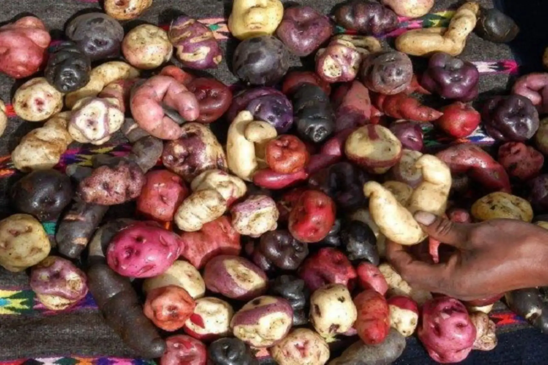 Día Nacional de la Papa: conoce el valor del cultivo peruano que nutre al mundo. ANDINA/Difusión