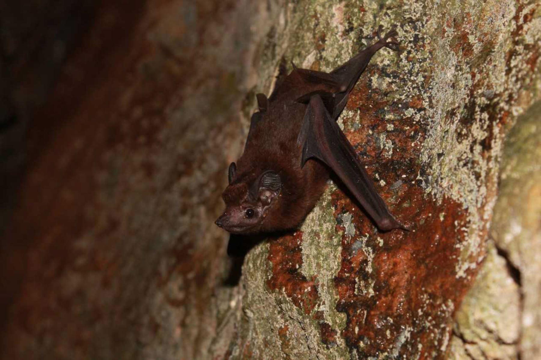 La biodiversidad del Perú llama nuevamente la atención del mundo, dado que el Parque Nacional Tingo María se convirtió en la primera área natural protegida por el Estado en ser reconocida internacionalmente como “Área importante para la conservación de murciélagos”.. ANDINA/Difusión