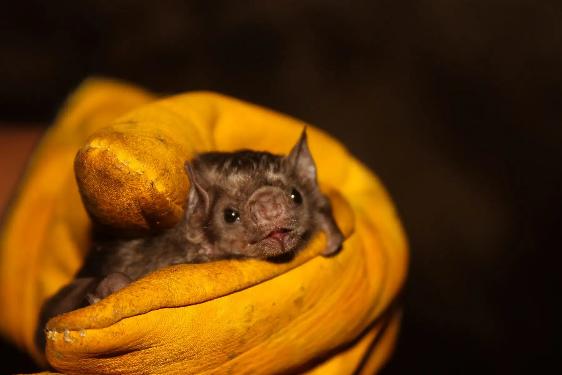 La pandemia del coronavius ha generado un temor infundado hacia los murciélagos, al considerarlos como vector de esta y otras enfermedades y, por lo tanto, una amenaza para los humanos. Sin embargo, lo cierto es que estos animales brindan muchos beneficios al equilibrio ecológico, precisó el Servicio Nacional Forestal y de Fauna Silvestre (Serfor). ANDINA/Difusión