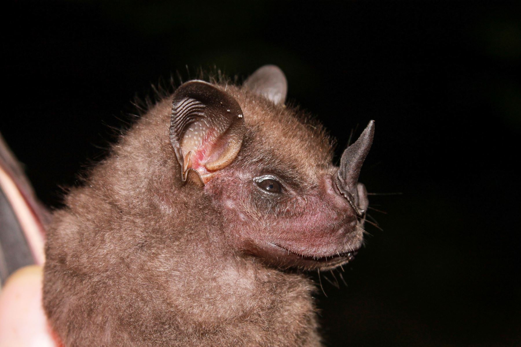 Los murciélagos son animales generalmente nocturnos que viven alrededor de 20 años y se alimentan de insectos y pequeños animales. Foto: ANDINA/Sernanp