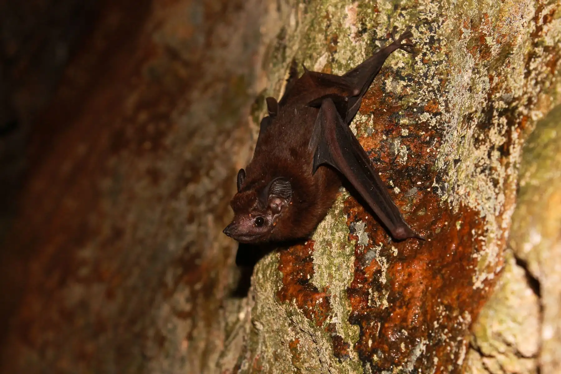 En el Parque Nacional Tingo María existen dos recorridos turísticos que comprenden el ingreso a cavernas y cuevas como la mayor atracción turística para la observación de estas especies. Foto: ANDINA/Sernanp