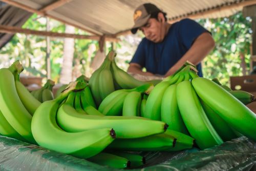 Pequeños productores de Piura, afectados por la crisis hídrica, accederán al seguro agrícola catastrófico. ANDINA/Difusión