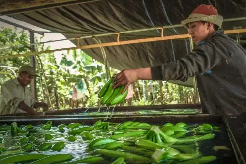 Productores de banano orgánico se beneficiaron con la capacitación organizada por Mincetur. ANDINA/Difusión