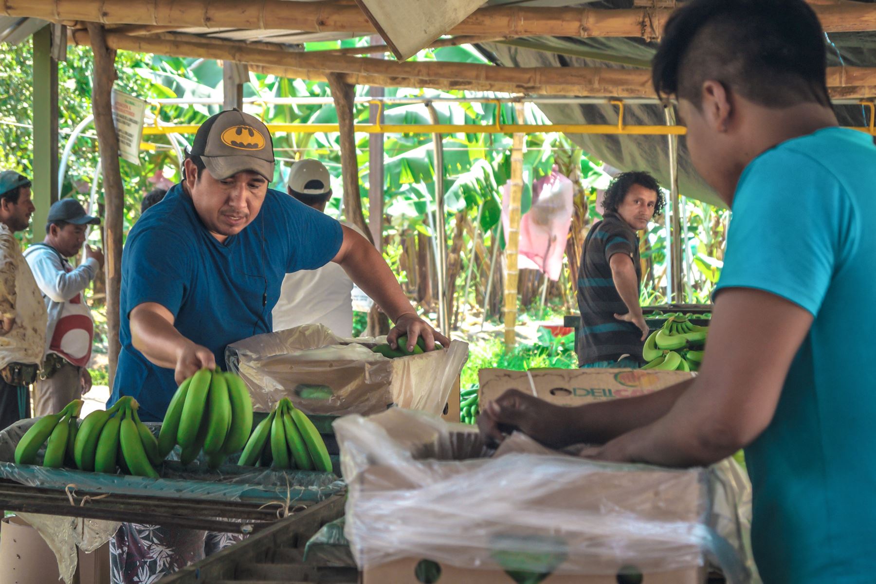 Cámara de frío potenciará exportación del banano orgánico de Piura.Foto:  ANDINA/Difusión
