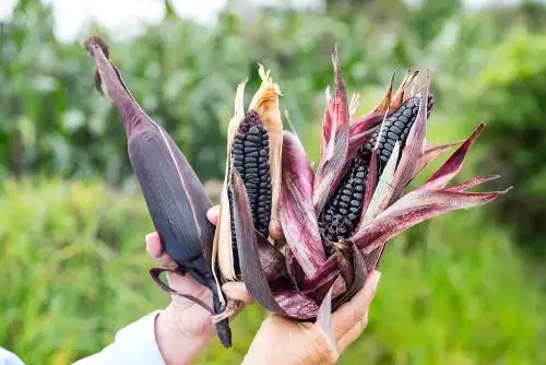 INIA investiga variedades de maíz morado con poderosas propiedades medicinales. ANDINA/Difusión