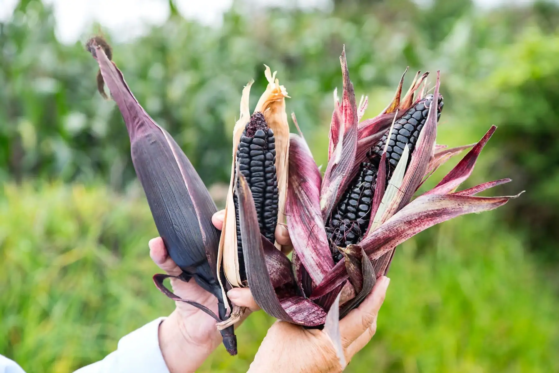 INIA investiga variedades de maíz morado con poderosas propiedades medicinales. ANDINA/Difusión