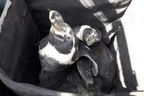 Hallan dos pingüinos de Humboldt deambulando por distrito de Nuevo Chimbote