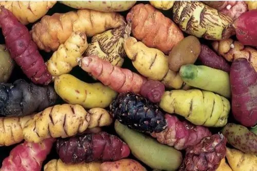 Para asegurar la conservación de la oca en las comunidades campesinas de la región andina, el Gobierno, a través del Ministerio de Agricultura y Riego (Minagri), ejecuta un proyecto de investigación con el objetivo de afirmar la contribución de este tubérculo en la seguridad alimentaria del país.
