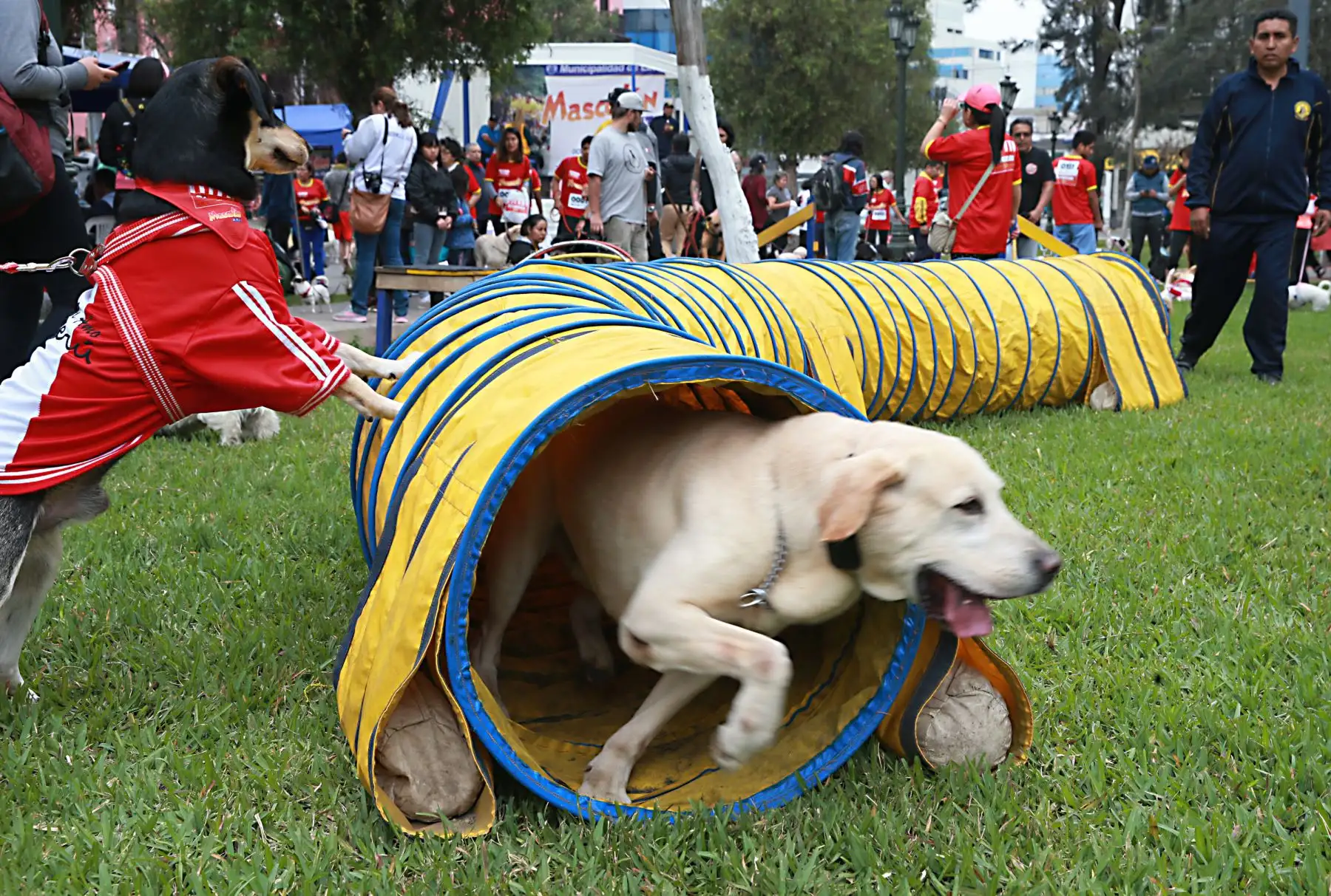 Los vecinos de Lima participaron hoy en la “Mascotón 2018”, con el propósito de promover el estilo de vida saludable a través del ejercicio, así como la interacción entre los ciudadanos y sus animales. Foto: ANDINA/Norman Córdova