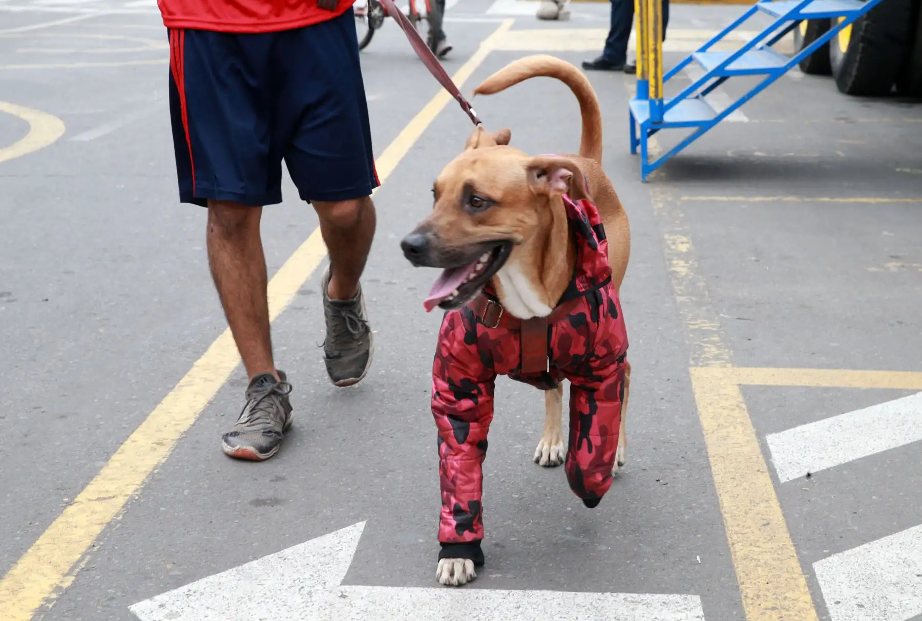 Los vecinos de Lima participaron hoy en la “Mascotón 2018”, con el propósito de promover el estilo de vida saludable a través del ejercicio, así como la interacción entre los ciudadanos y sus animales. Foto: ANDINA/Norman Córdova