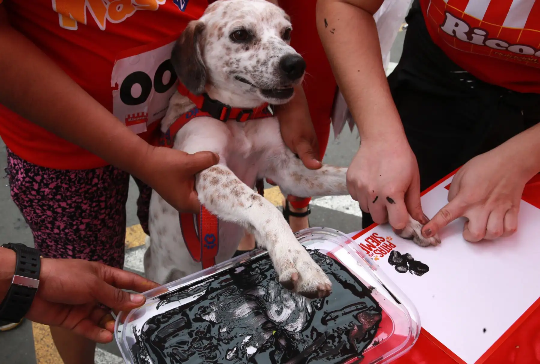 Los vecinos de Lima participaron hoy en la “Mascotón 2018”, con el propósito de promover el estilo de vida saludable a través del ejercicio, así como la interacción entre los ciudadanos y sus animales. Foto: ANDINA/Norman Córdova