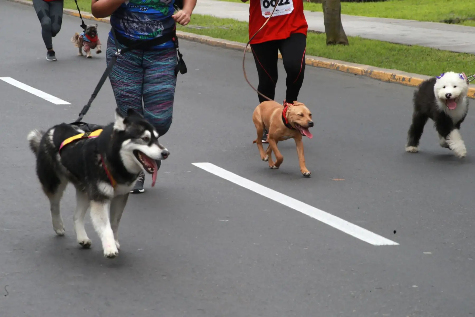 Los vecinos de Lima participaron hoy en la “Mascotón 2018”, con el propósito de promover el estilo de vida saludable a través del ejercicio, así como la interacción entre los ciudadanos y sus animales. Foto: ANDINA/Norman Córdova