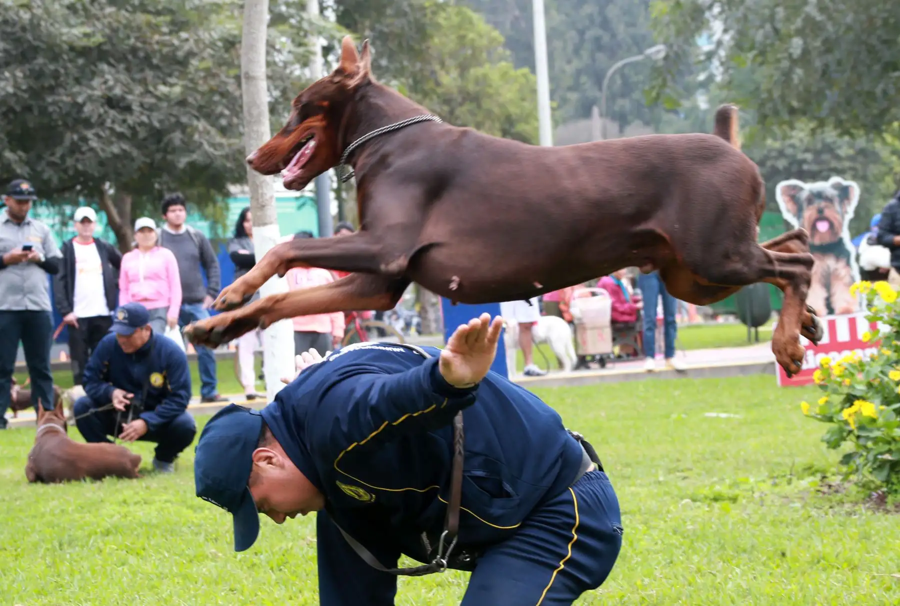 Los vecinos de Lima participaron hoy en la “Mascotón 2018”, con el propósito de promover el estilo de vida saludable a través del ejercicio, así como la interacción entre los ciudadanos y sus animales. Foto: ANDINA/Norman Córdova