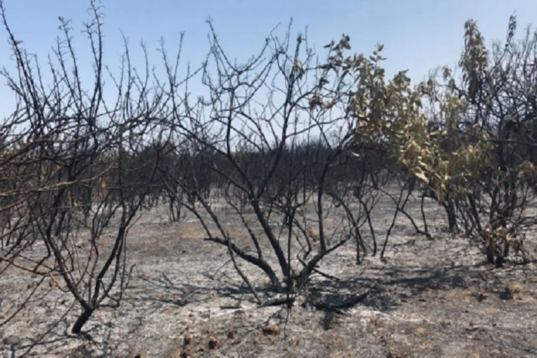 Pobladores de la comunidad de Samanga – Espíndola extinguieron en su totalidad el incendio forestal que se inició en el sector de Ambulco del distrito piurano de Ayabaca, el pasado 25 de septiembre, informó la oficina de Defensa Civil de la municipalidad distrital.ANDINA/Difusión