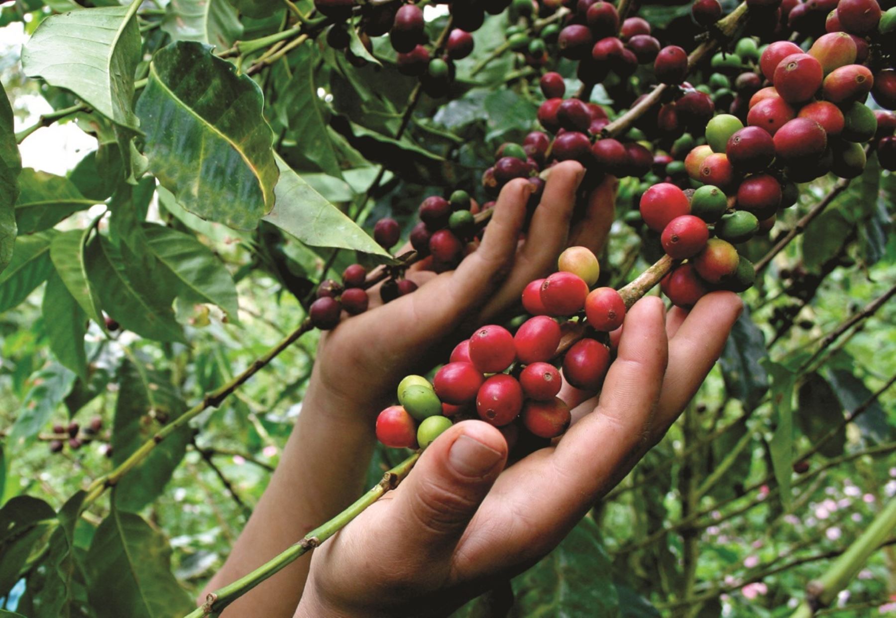El Plan Nacional de Acción del Café Peruano tiene, entre otros objetivos, garantizar la sostenibilidad de este cultivo bandera y su puesta en marcha constituye una oportunidad para generar más empleos, reducir la deforestación y luchar contra el cambio climático. ANDINA/Difusión