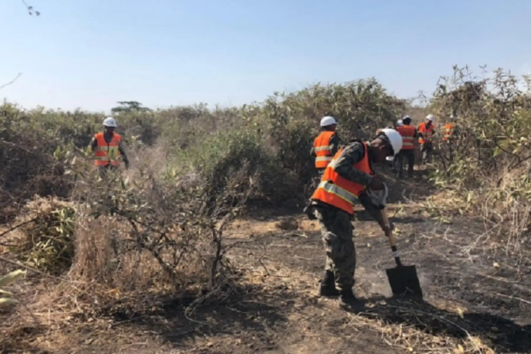 Personal de la Compañía de Bomberos Voluntarios Íllimo Nº 149, con apoyo del Batallón de Ingeniería Nº 7 del Cuartel Cáceres del Ejército, reinició esta mañana los trabajos de extinción del incendio forestal que se registra en el distrito de Pítipo, provincia de Ferreñafe, región Lambayeque, informó el Centro de Operaciones de Emergencia Regional (COER).