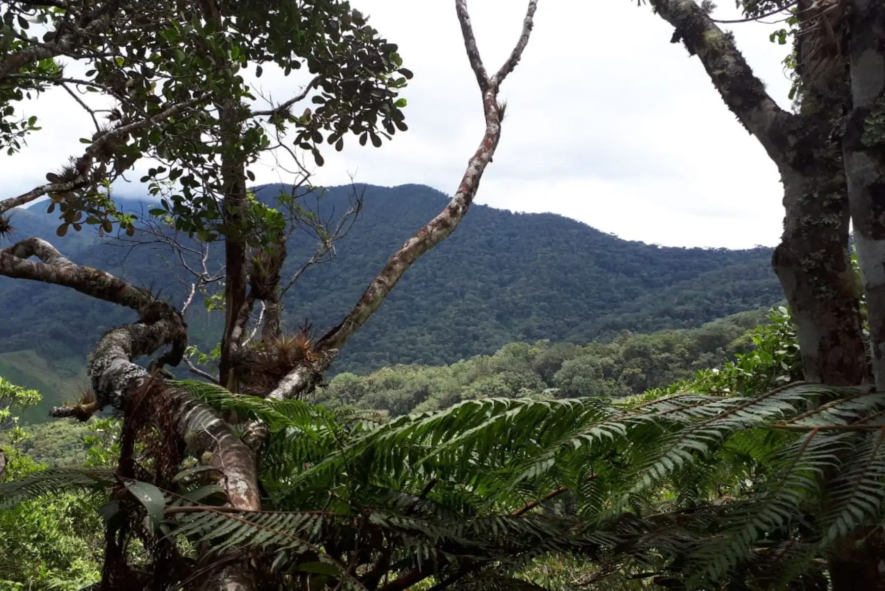 Cajamarca protegerá especies amenazadas con Área de Conservación Regional. ANDINA/Difusión