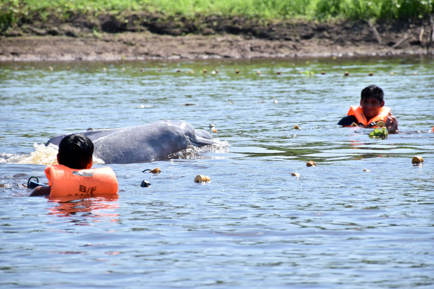 Con transmisores satelitales protegerán a delfines de río de la Amazonía peruana. Foto: Jeffrey Dávila/WWF Perú