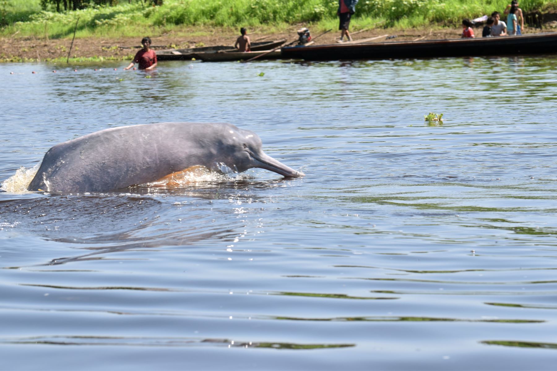 Investigadores peruanos participaron de una expedición científica en el río Ucayali para estudiar a los delfines de río. ANDINA/Difusión