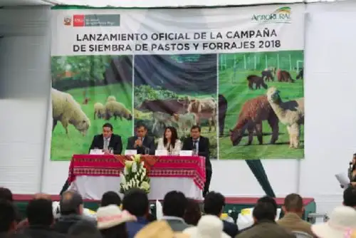 Con una inversión que supera los 30 millones de soles, la meta del Ministerio de Agricultura y Riego (Minagri) para este año es sembrar más de 41,000 hectáreas de pastos cultivados en 335 distritos y 93 provincias de 21 regiones del país, beneficiando a casi 68,000 familias ganaderas, sostuvo el ministro del sector Gustavo Mostajo.