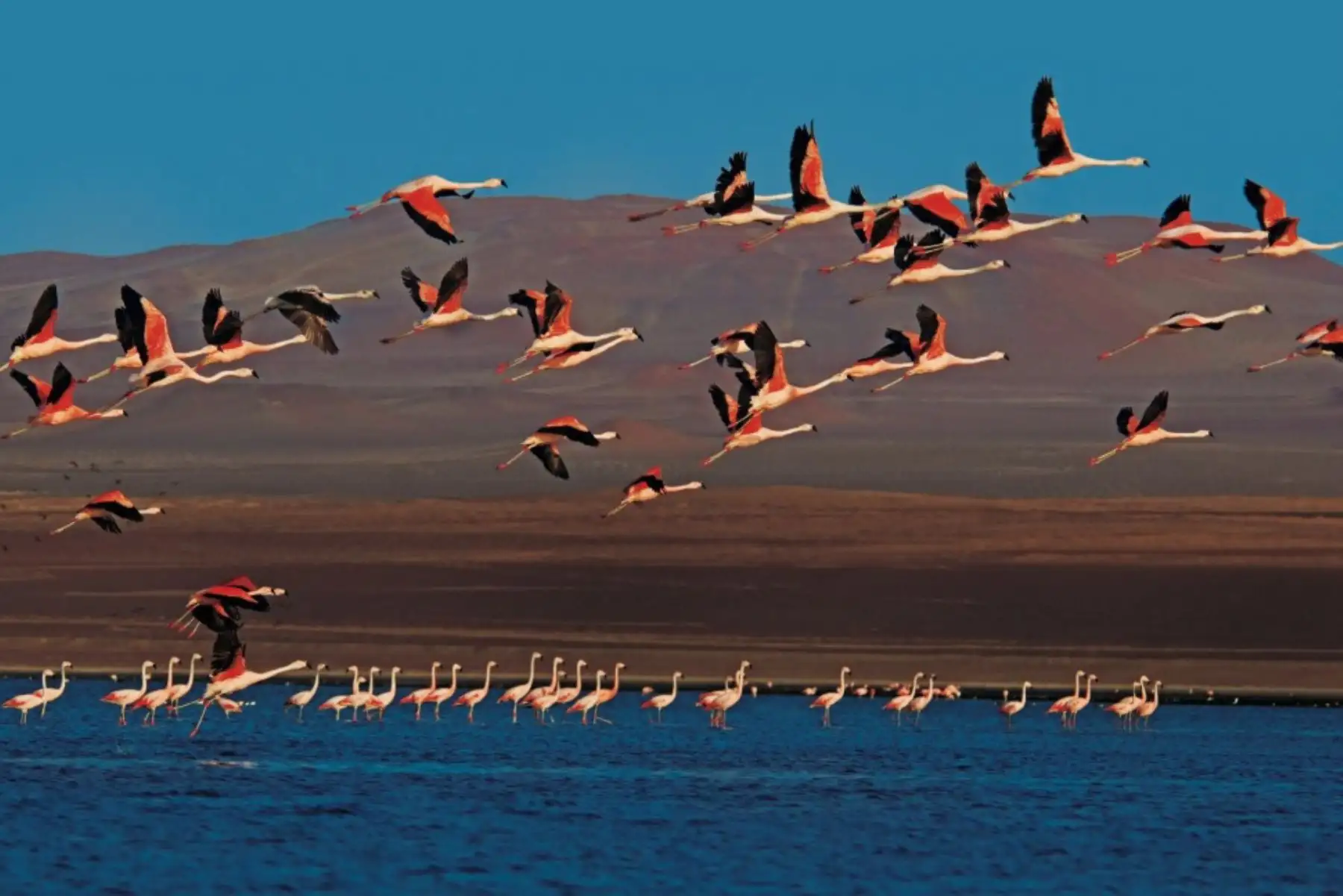 La Reserva Nacional de Paracas es un sitio Ramsar por ser un lugar clave de descanso y alimentación para especies migratorias y residentes, como el pingüino de Humboldt, las parihuanas o flamencos, gaviotas, pelícanos, guanay, entre otras especies. ANDINA/Difusión