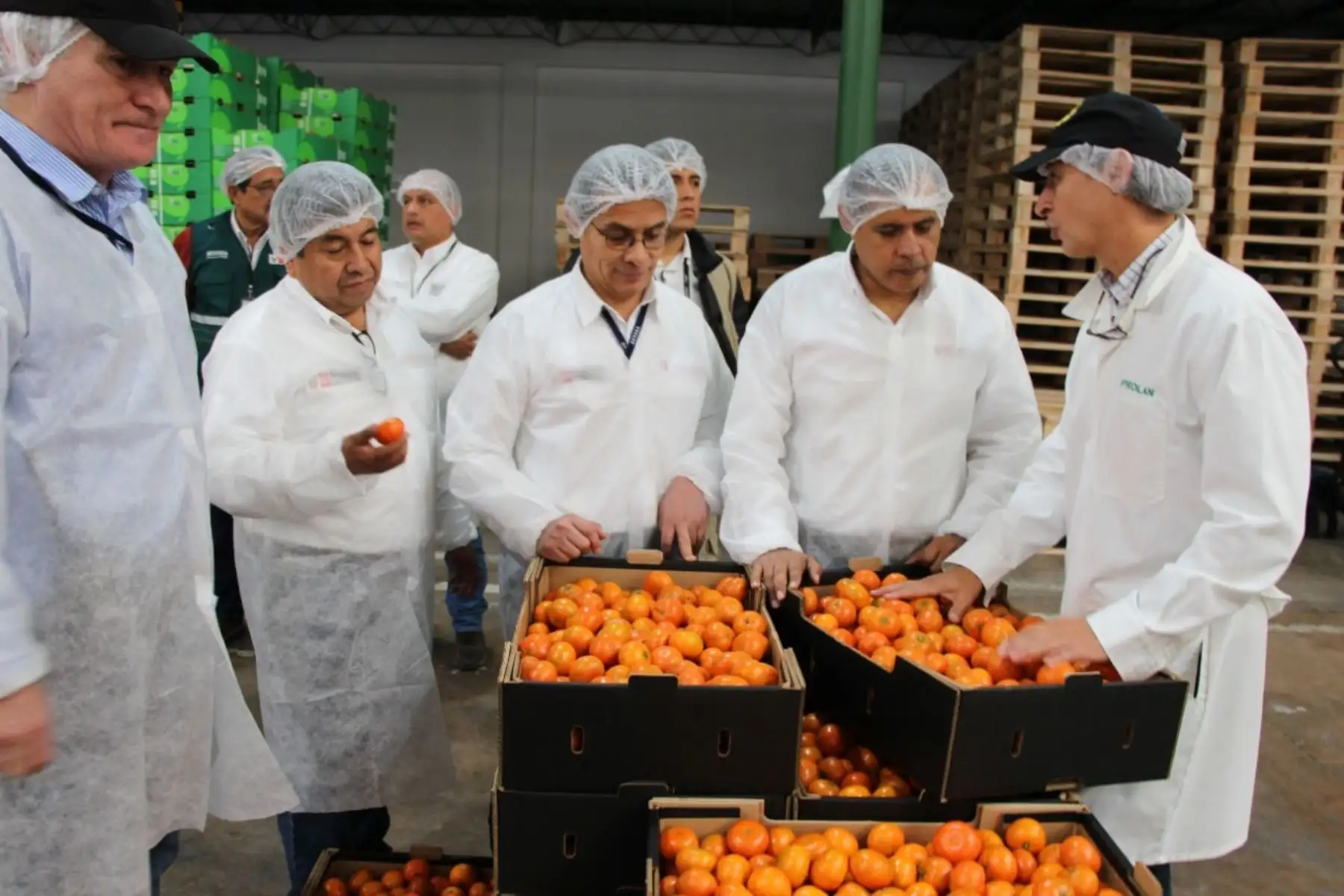 Mandarinas peruanas de exportación.
