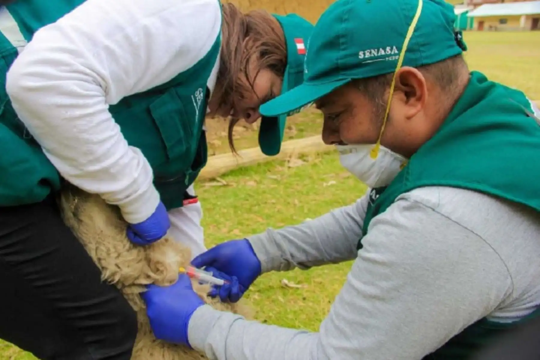 Áncash: Senasa recoge muestras de ovinos para descartar virus Maedi- Visna