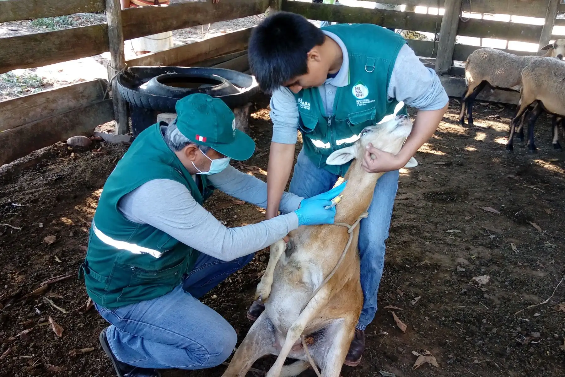 Senasa realiza muestreo para descartar enfermedades en ovinos de región Ucayali.