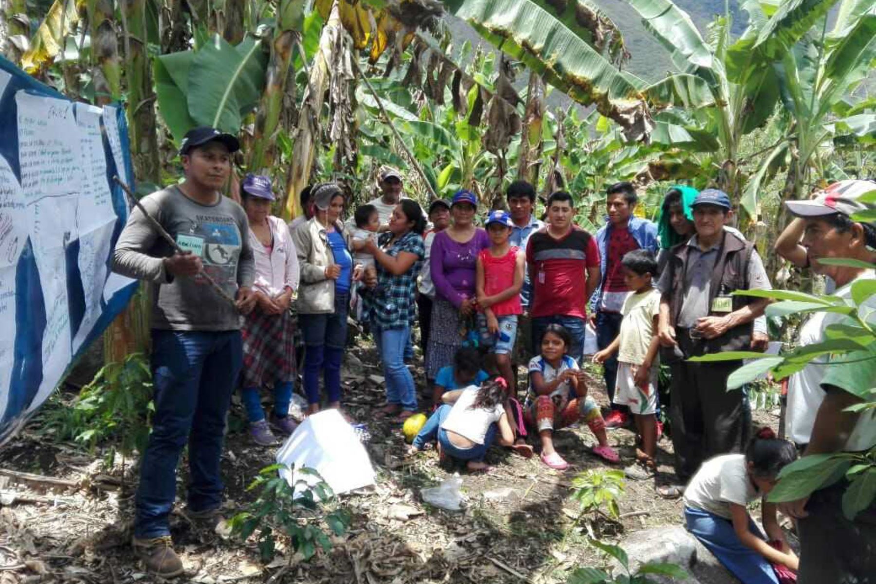 Un total de 474 familias campesinas provenientes de 13 caseríos del distrito de Shunte, en la provincia de Tocache, región San Martín, serán beneficiadas con el proyecto de cultivo de plátano palillo promovido por el Ministerio de Agricultura y Riego (Minagri), a través de Agro Rural.