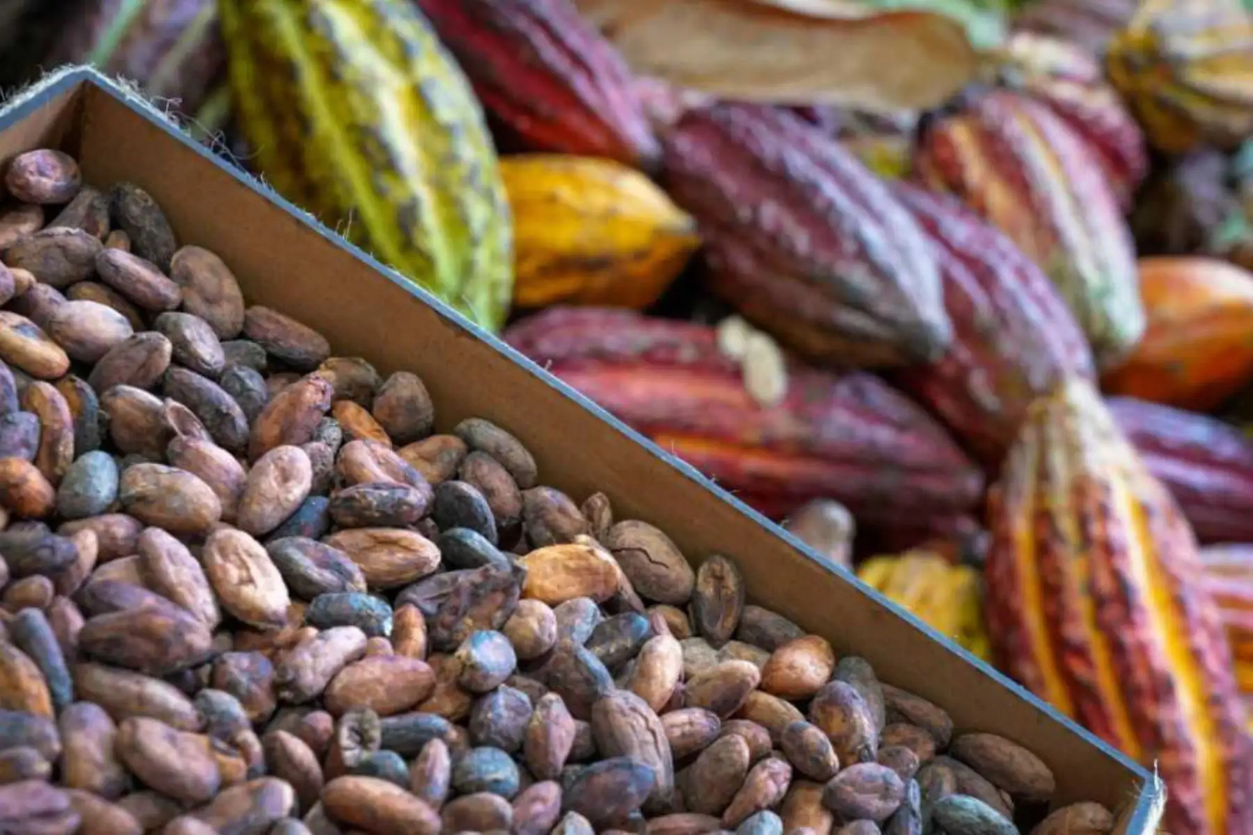 Cacao peruano. ANDINA/Difusión