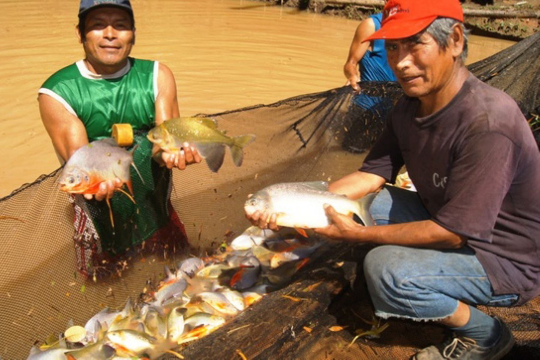 La población amazónica consume un promedio de 80,000 toneladas de pescado al año y este es su principal fuente de proteínas.