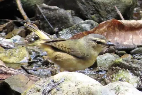 Guardaparques de Parque Nacional Cerros de Amotape avistaron a ejemplar de Reinita de Lomo Anteado. ANDINA/Difusión