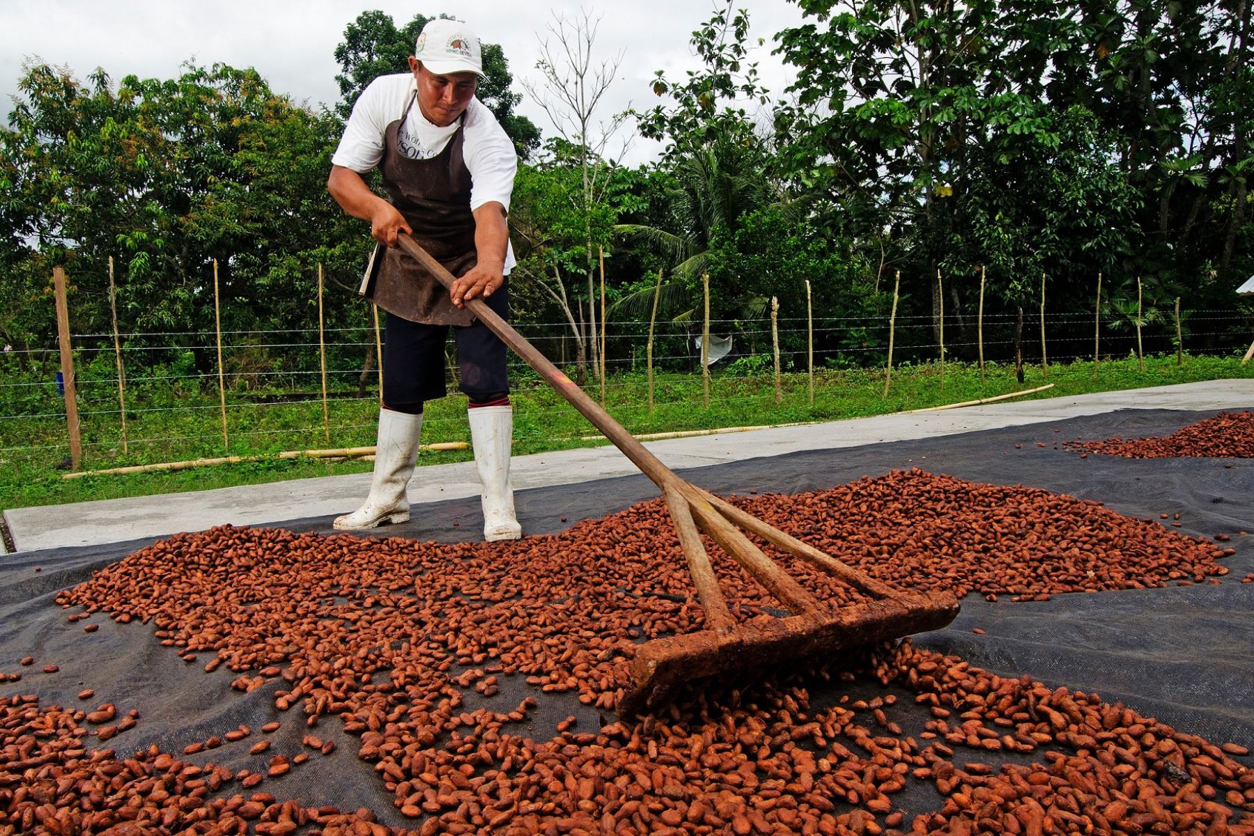 Estas son las Áreas Naturales Protegidas que producen el mejor cacao del Perú. ANDINA/Difusión