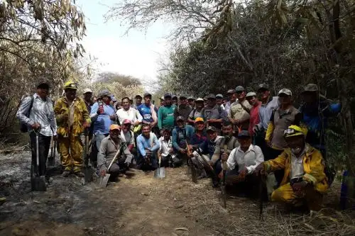 El incendio forestal en el Santuario Histórico Bosque de Pómac fue controlado por completo luego de diez días de arduo trabajo, informó el Servicio Nacional de Áreas Naturales Protegidas por el Estado (Sernanp).