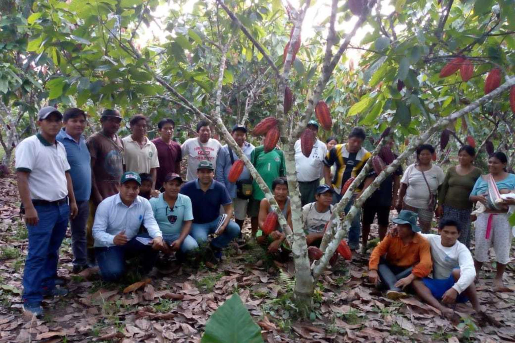 Alrededor de 300 productores ashánincas de 15 comunidades indígenas de la cuenca del río Tambo, provincia de Satipo, región Junín, se benefician actualmente con un proyecto de asistencia técnica en el proceso productivo de cacao orgánico impulsado por el Ministerio de Agricultura y Riego (Minagri).