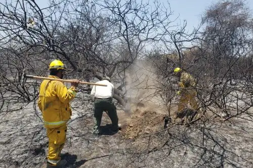 Trabajan en la recuperación ambiental en el Santuario Histórico Bosque de Pómac. ANDINA/Difusión