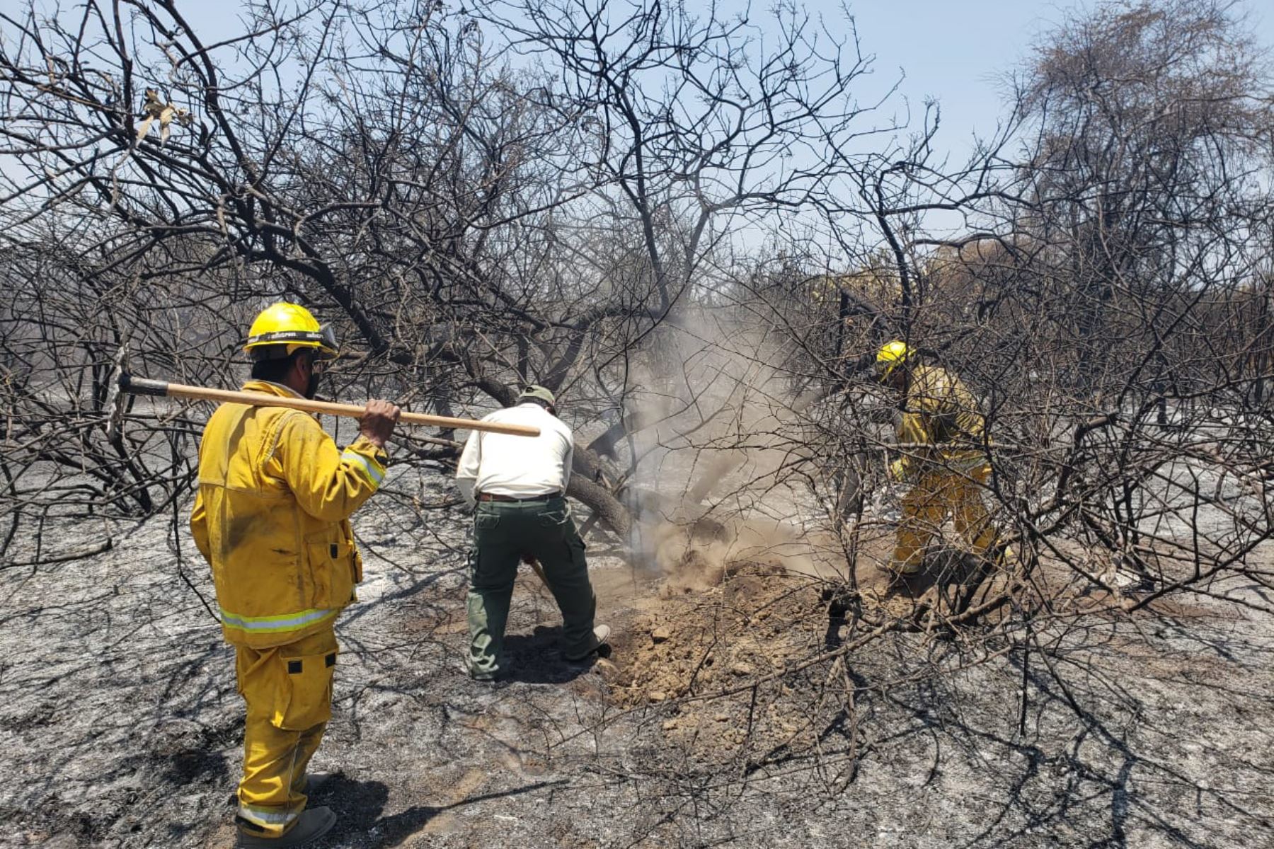 Bomberos sofocan incendio forestal en el caserío de Jotoro, distrito de Jayanca, en Lambayeque. ANDINA/Difusión