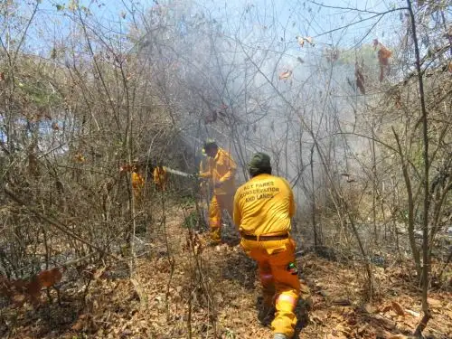 Bomberos forestales trabajan en el control y liquidación de incendios forestales en el Santuario Nacional de Ampay, en Apurímac; y en el Parque Nacional Cerros de Amotape, en Tumbes. Foto: ANDINA/Difusión.