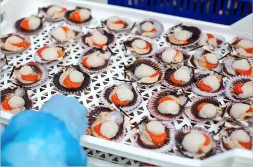 Conchas de abanico